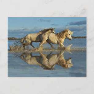 Camargue Horses and Reflection, Southern France Briefkaart