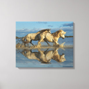 Camargue Horses and Reflection, Southern France Canvas Afdruk