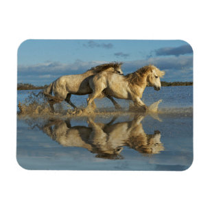 Camargue Horses and Reflection, Southern France Magneet