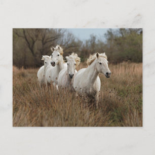 Camargue Horses die lopen Briefkaart