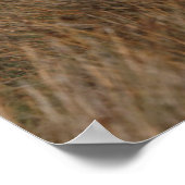 Camargue Horses die lopen Poster (Hoek)