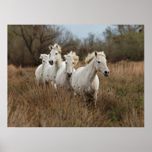 Camargue Horses die lopen Poster