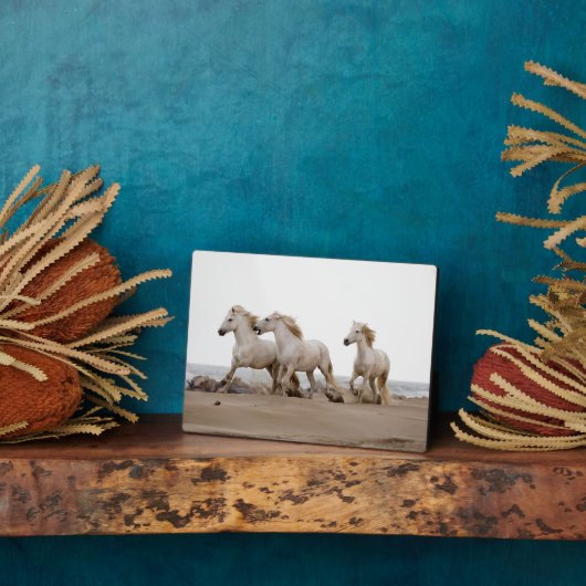 Camargue Horses die op het strand lopen Fotoplaat (Zijkant)