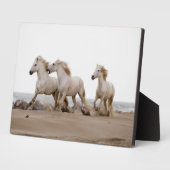 Camargue Horses die op het strand lopen Fotoplaat (Zijkant)
