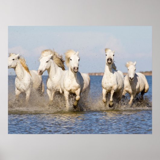 Camargue Horses Poster (Voorkant)