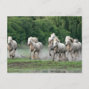 Camargue Horses Running in Water Briefkaart
