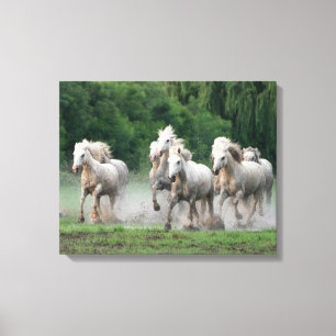 Camargue-paarden die in het water rennen canvas afdruk