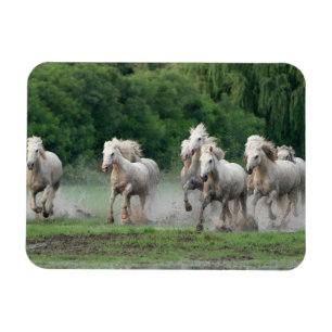 Camargue-paarden die in het water rennen magneet