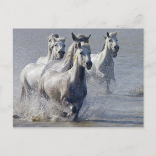 Camargue-paarden die op marshland lopen om over te briefkaart