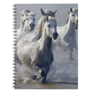 Camargue-paarden die op marshland lopen om over te notitieboek