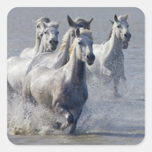 Camargue-paarden die op marshland lopen om over te vierkante sticker