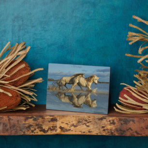 Camargue-paarden en weerspiegeling, Zuid-Frankrijk Fotoplaat