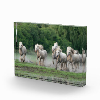 Camargue-paarden rennen in het water fotoblokken