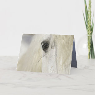 Camargue Stallion's Eye Horse Wenskaart Kaart