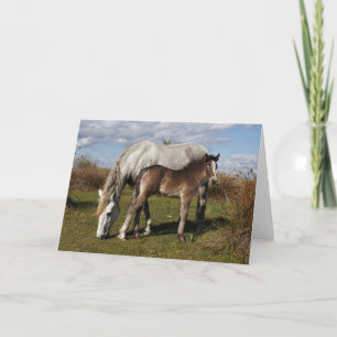 Camargue veulen met moeder kaart