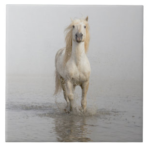 Camarguepaard dat in het water loopt tegeltje