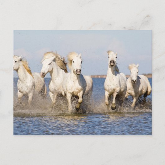 Camarguepaarden Briefkaart (Voorkant)