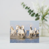 Camarguepaarden Briefkaart (Staand voorkant)