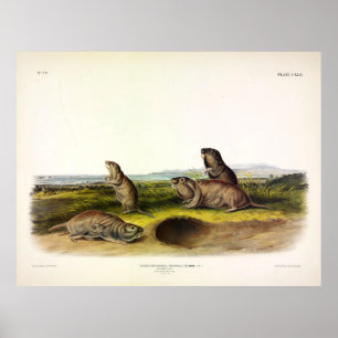 Camas Rat (Northern Pocket Gopher) van Audubon Poster