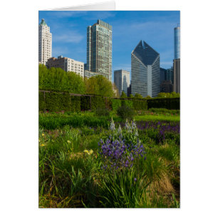 Camassia Dans La Ville