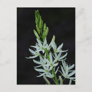 Camassia Flower Briefkaart