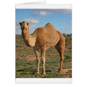 Camel