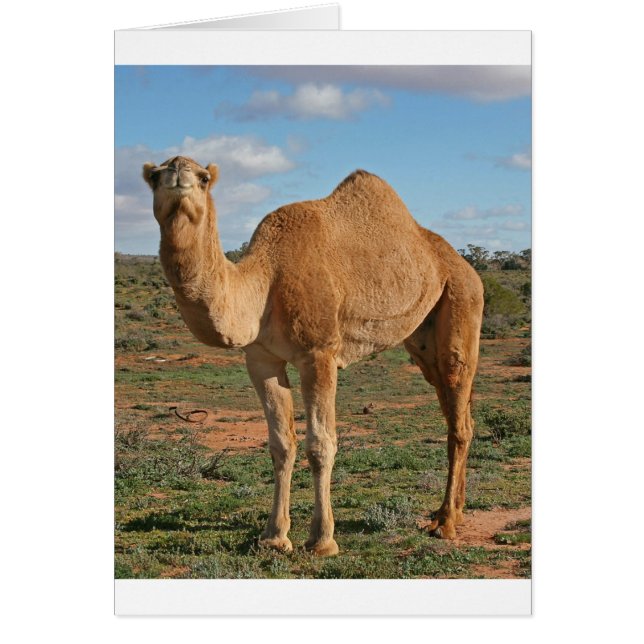 Camel (Voorkant)