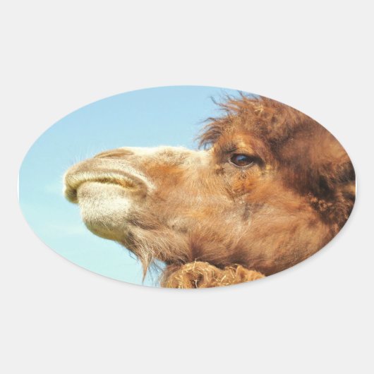 Camel Animal Portrait Foto Ovale Sticker (Voorkant)