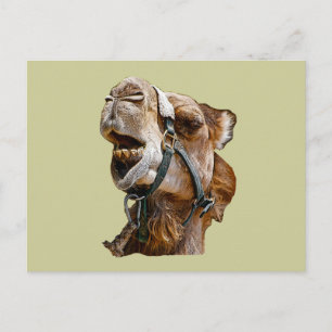 Camel Briefkaart