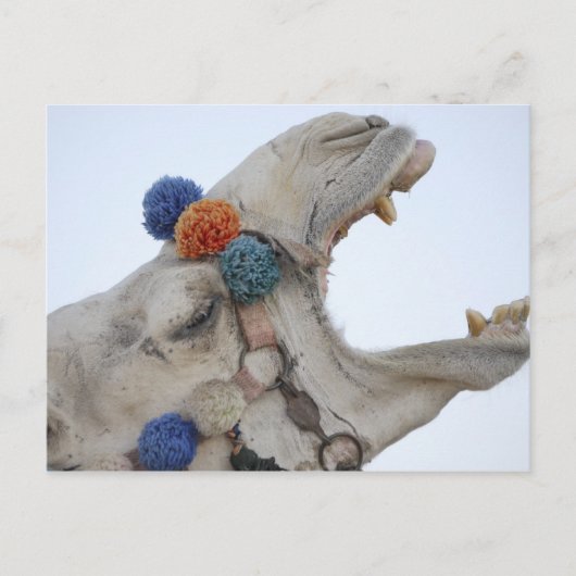 Camel Briefkaart (Voorkant)
