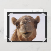 Camel Briefkaart (Voorkant / Achterkant)