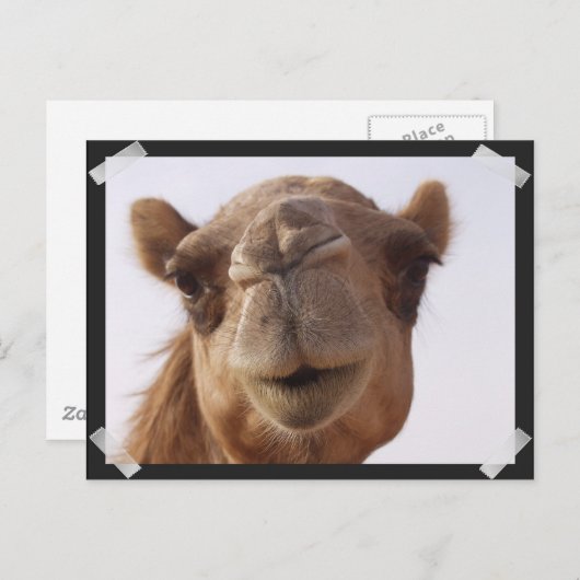 Camel Briefkaart (Voorkant / Achterkant)