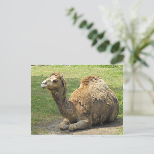 Camel Briefkaart (Staand voorkant)