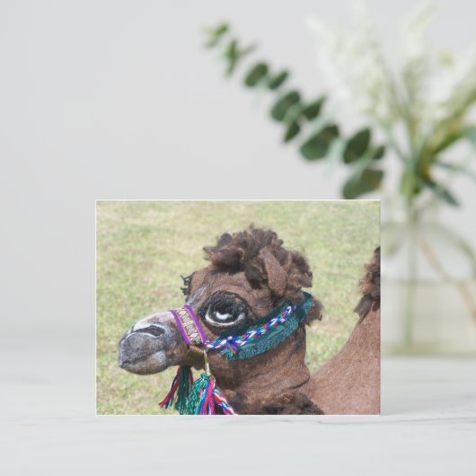 Camel Briefkaart (Staand voorkant)