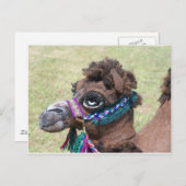 Camel Briefkaart (Voorkant / Achterkant)