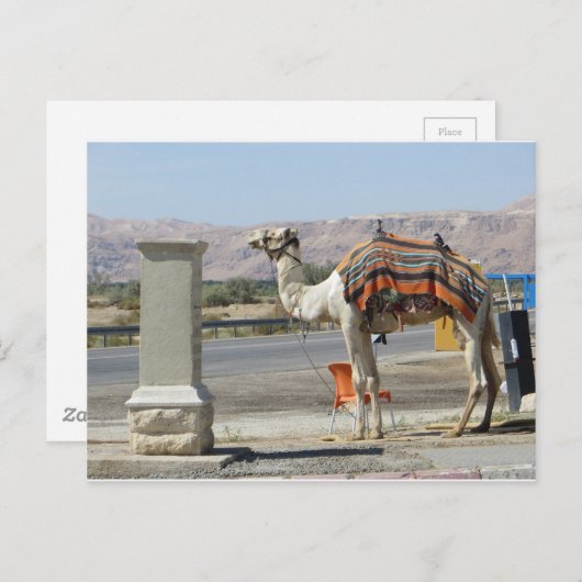 Camel Briefkaart (Voorkant / Achterkant)