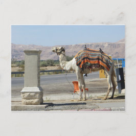 Camel Briefkaart