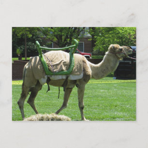 Camel Briefkaart