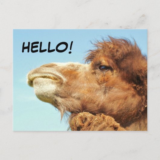 Camel - Briefkaart (Voorkant)