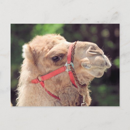 Camel Briefkaart (Voorkant)