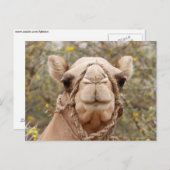 Camel Briefkaart (Voorkant / Achterkant)