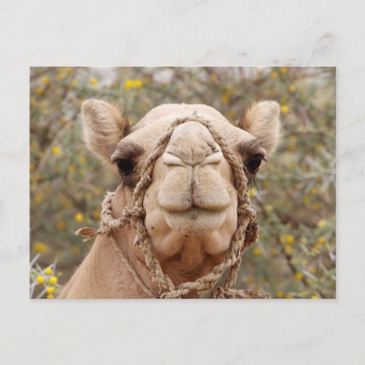Camel Briefkaart (Voorkant)