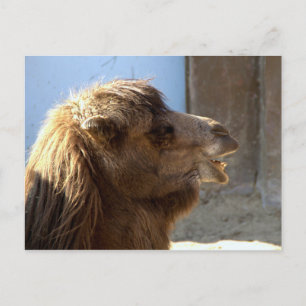 Camel Briefkaart