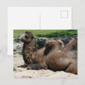 Camel Briefkaart (Voorkant / Achterkant)