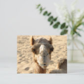 Camel Briefkaart (Staand voorkant)