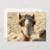 Camel Briefkaart (Voorkant / Achterkant)