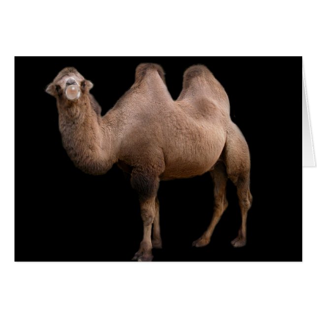 Camel Bubble (Voorkant Horizontaal)