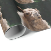 Camel Cadeaupapier (Rol Hoek)