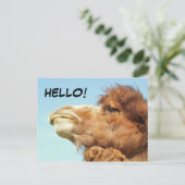Camel - Carte postale (Debout devant)