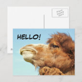 Camel - Carte postale (Devant / Derrière)